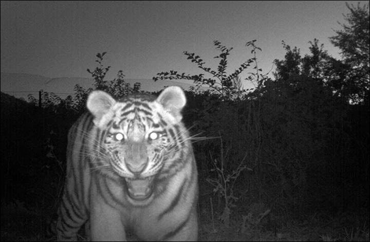 Putin's Siberian tiger cleared of eating Chinese takeaway dinner