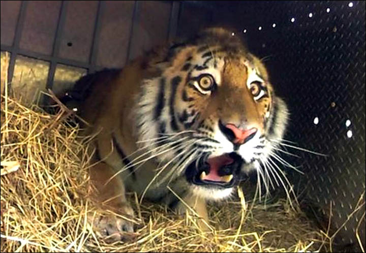 Putin's Siberian tiger cleared of eating Chinese takeaway dinner