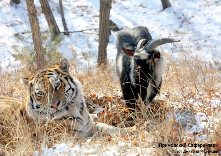 85% certain: the tiger will eat his pal the goat, warns Siberian zoo expert