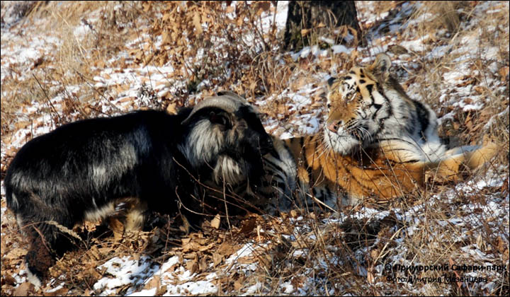 Amur and Timur