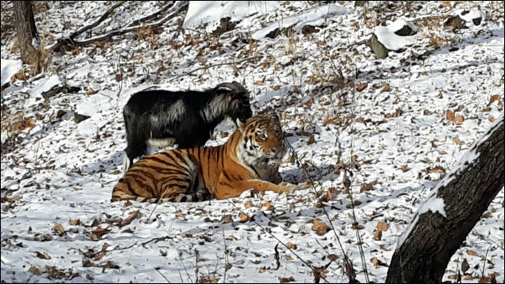 Amur and Timur