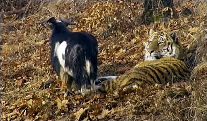 Timur and Amur