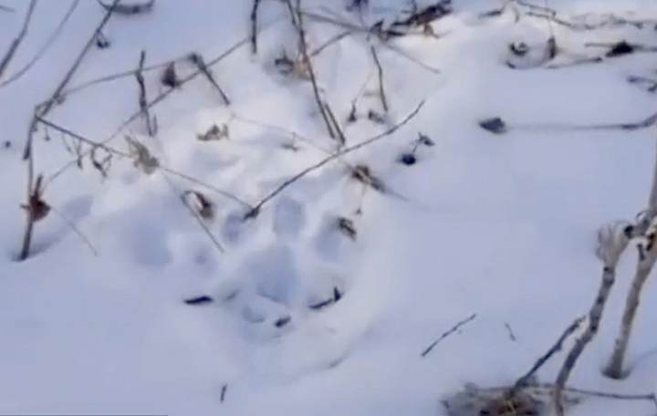 Amur tiger attacks hunter