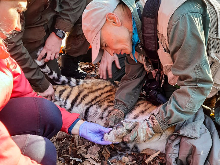 Female cub of Amur tiger, the world’s biggest cat, rescued from poachers trap in Russian Far East 