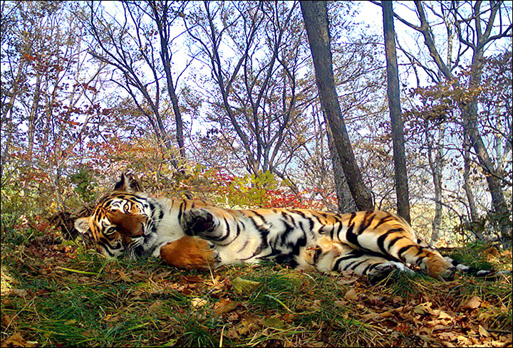tiger selfies