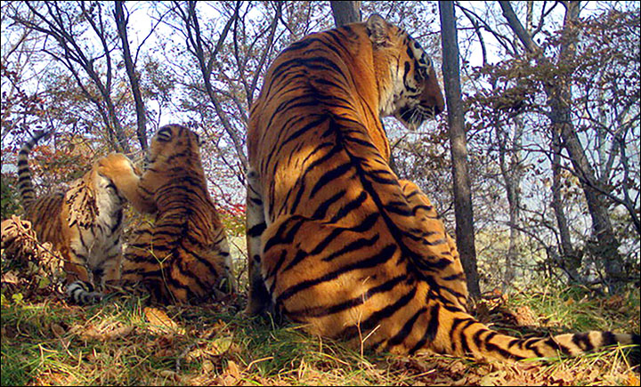 tiger selfies