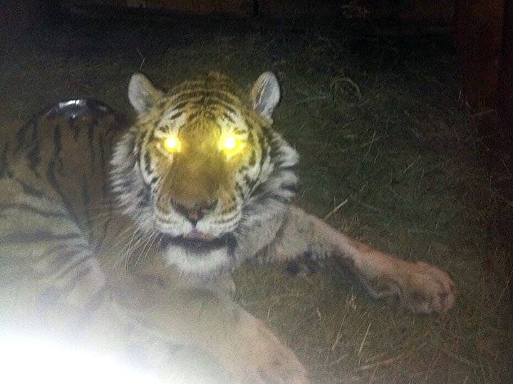 Tigress in rehabilitation centre