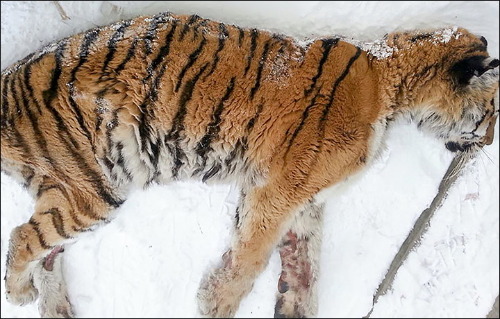 Tigress sedated