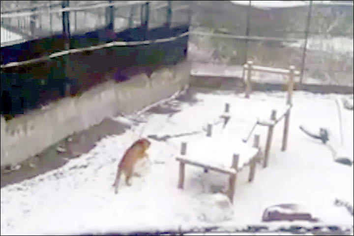 Siberian tiger Tanya shows her skills....making snowballs