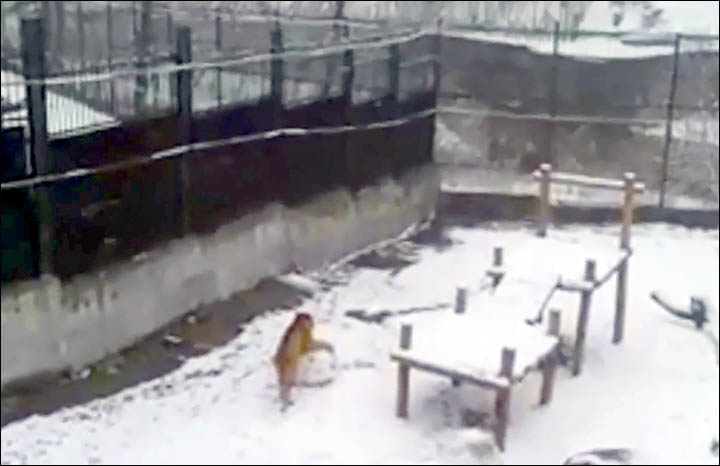 Siberian tiger Tanya shows her skills....making snowballs