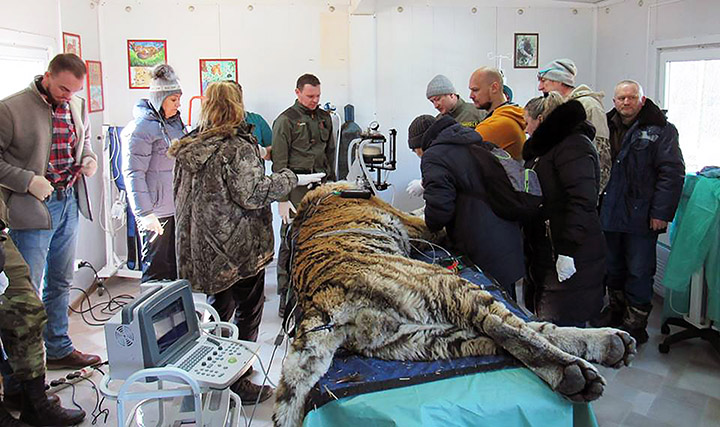 Tiger king Tikhon who sought human help now wants to return to the wild after having dental treatment