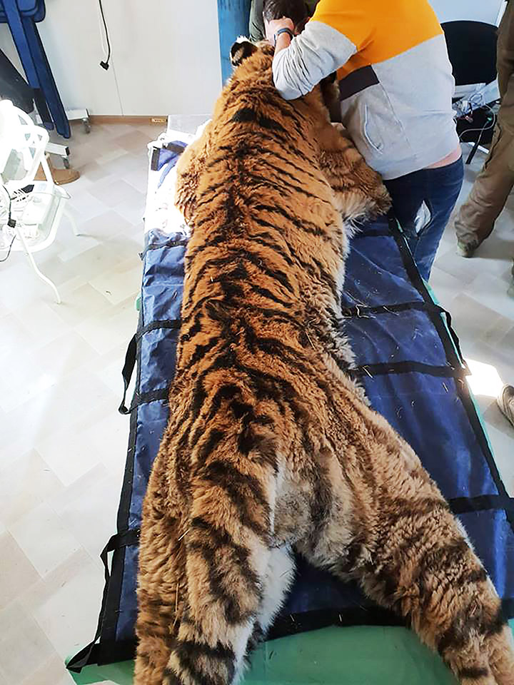 Tiger king Tikhon who sought human help now wants to return to the wild after having dental treatment
