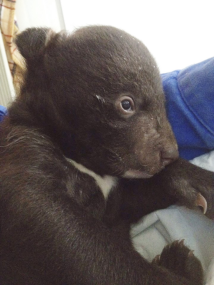 Bear cub