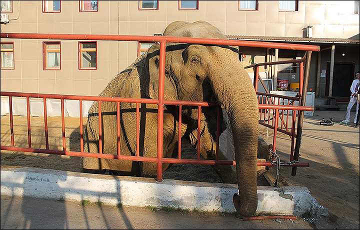 Indian elephants escape circus, go for a snow bath in Ekaterinburg 