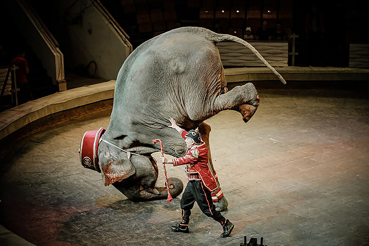 Is this the world’s longest and most gruelling travelling circus journey?