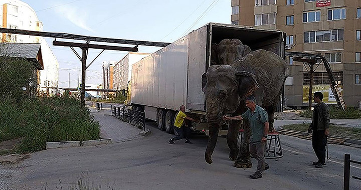 Is this the world’s longest and most gruelling travelling circus journey?