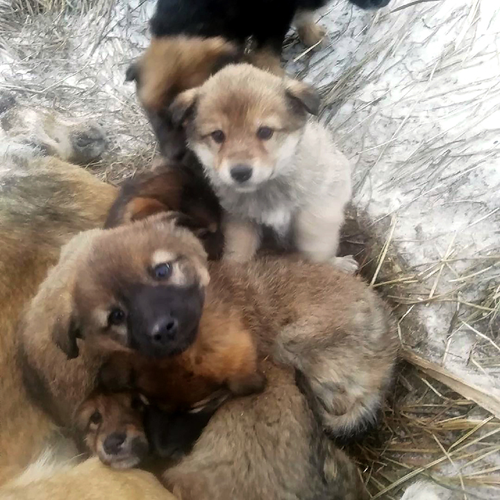 Seven puppies rescued after spending days by the body of mother dog who froze to death 