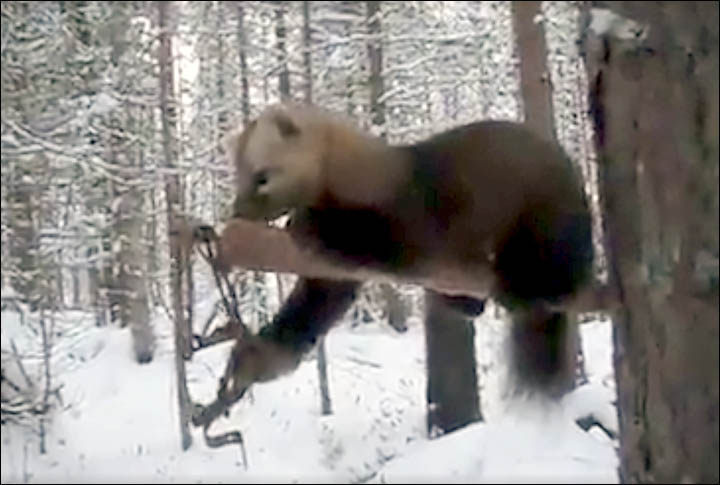 Rare footage of live sable caught in trap brings home reality of hunting