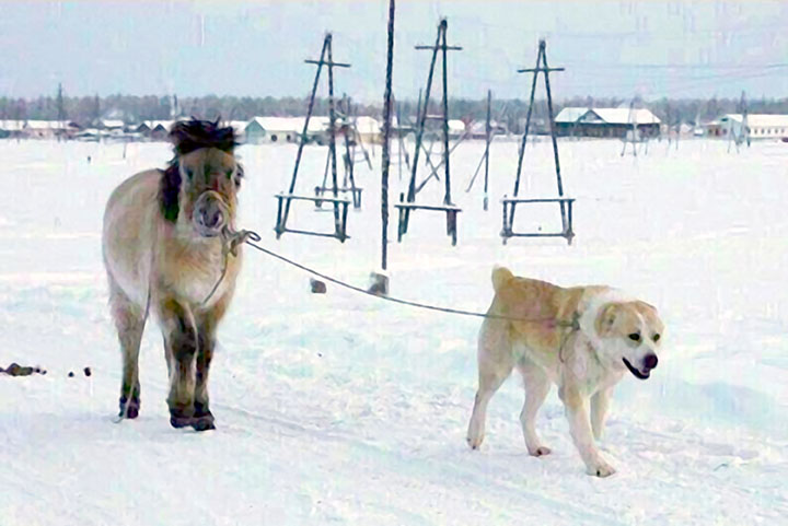 Dog takes capricious horse to water, and makes her drink even when its minus 50C