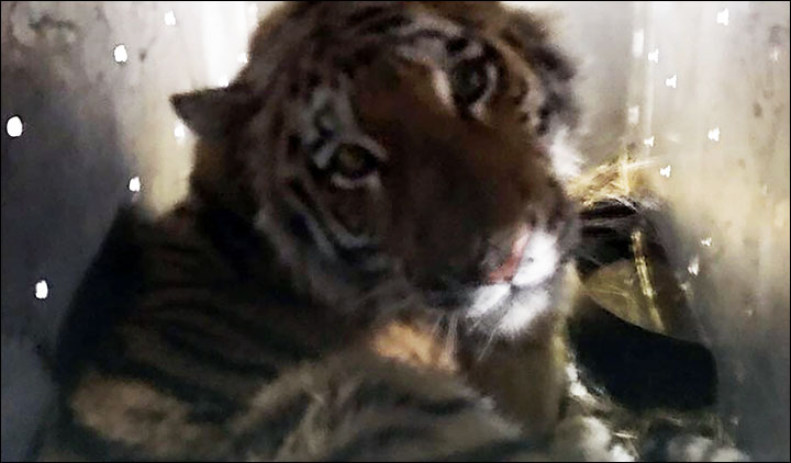 Vladik the tiger that stalked the city of Vladivostok is released back into the wild