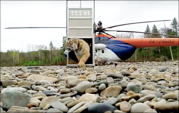 Vladik the tiger that stalked the city of Vladivostok is released back into the wild