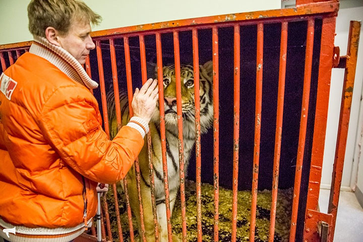 Shock over 'fat cats' on parade at newly reopened Vladivostok Circus