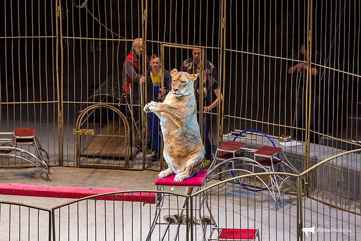 Shock over 'fat cats' on parade at newly reopened Vladivostok Circus