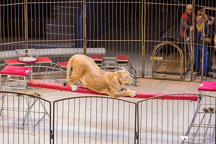 Shock over 'fat cats' on parade at newly reopened Vladivostok Circus