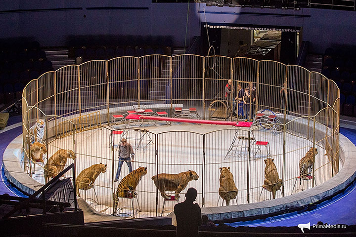 Shock over 'fat cats' on parade at newly reopened Vladivostok Circus