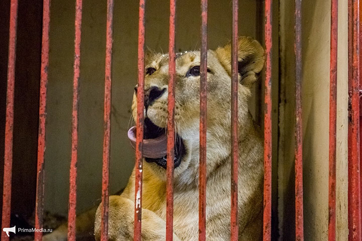 Shock over 'fat cats' on parade at newly reopened Vladivostok Circus