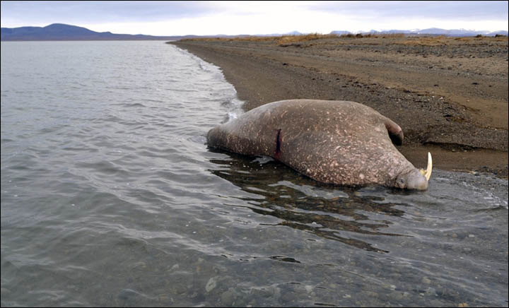 Beheaded walrus