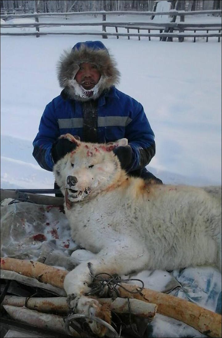 hunter killed giant wolf