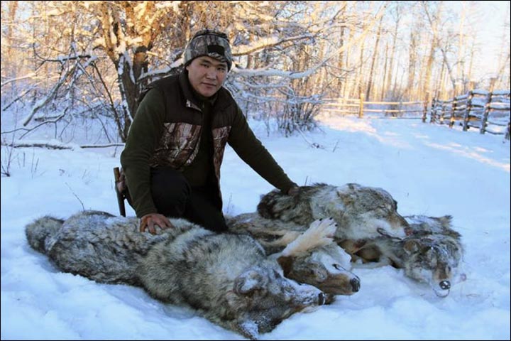hunter with wolves