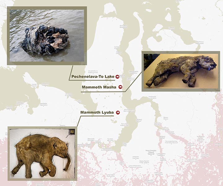 Teenage woolly mammoth with soft tissues intact found on Yamal peninsula 