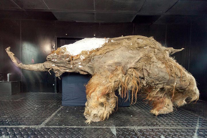 Teenage woolly mammoth with soft tissues intact found on Yamal peninsula 