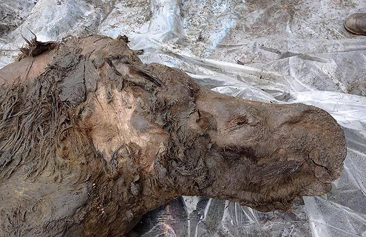 A well-preserved woolly rhino with its last meal still intact found in the extreme north of Yakutia 