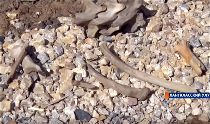 Ancient bones of mystery creature dug up by children in Yakutian village