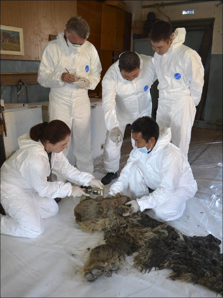 Sasha, the world's only baby woolly rhino, is 34,000 years old, say scientists