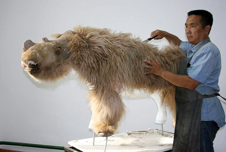 Teenage woolly rhino found in Yakutia could have been hunted by predators into water, where it drowned