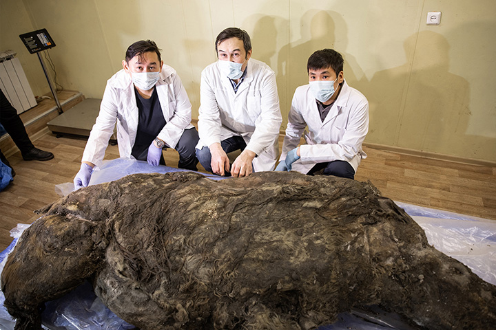 Teenage woolly rhino found in Yakutia could have been hunted by predators into water, where it drowned
