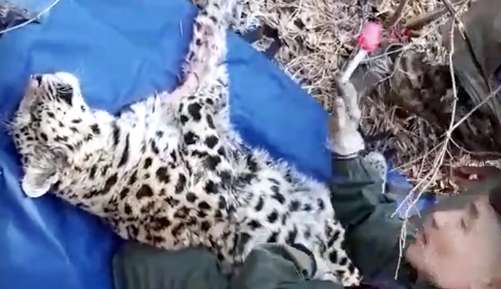 One of the world’s rarest big cats found badly wounded in the Far East of Russia 