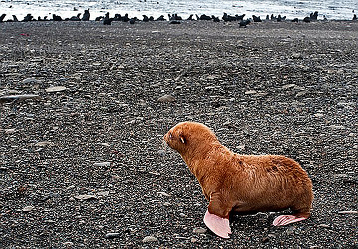 Rare blue-eyed ginger seal pup found by Russian biologists at Sea of Okhotsk rookery 