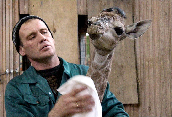 Siberia celebrates birth of first giraffe in zoo