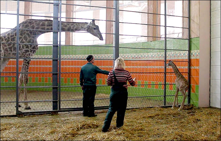 Siberia celebrates birth of first giraffe in zoo