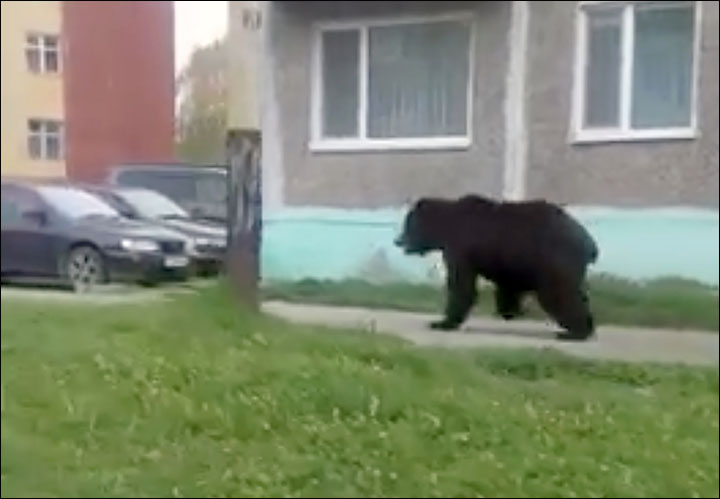 Bear causes panic by invading closed nuclear submarine port of Vilyuchinsk