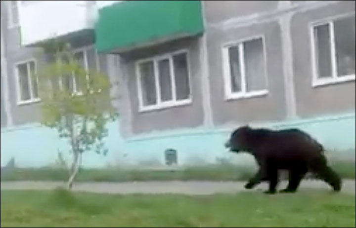 Bear causes panic by invading closed nuclear submarine port of Vilyuchinsk