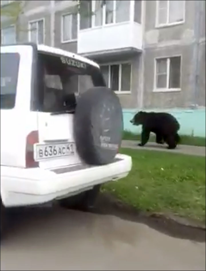 Bear causes panic by invading closed nuclear submarine port of Vilyuchinsk