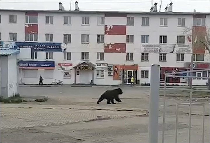 Bear causes panic by invading closed nuclear submarine port of Vilyuchinsk