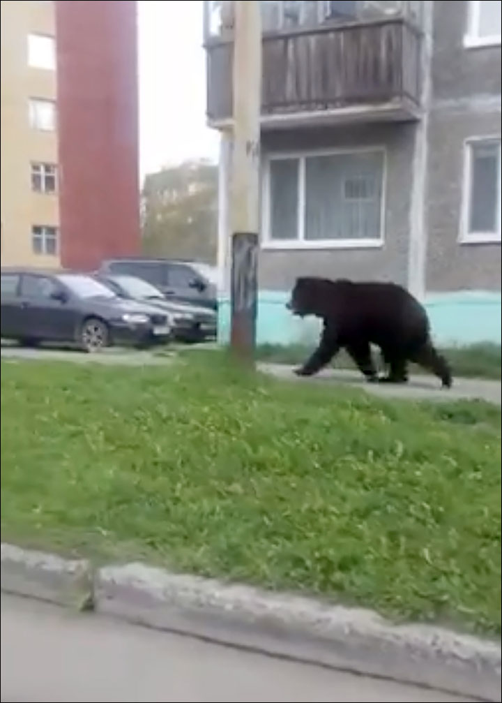 Bear causes panic by invading closed nuclear submarine port of Vilyuchinsk