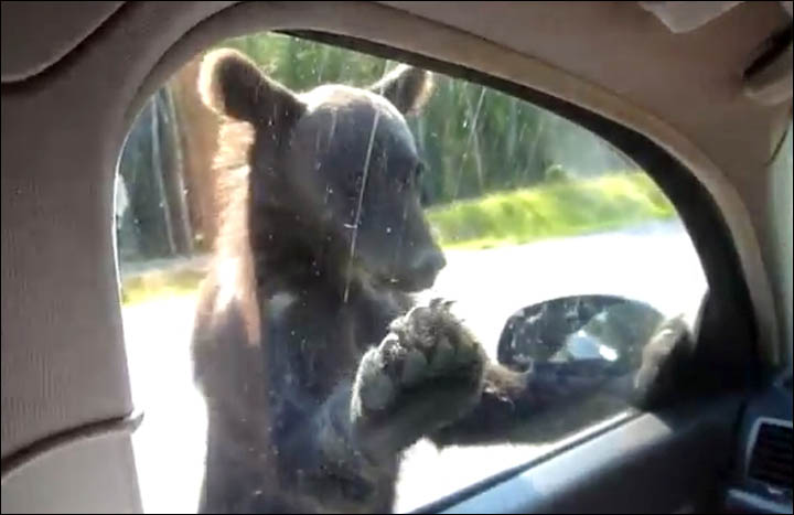 bears begging for food Siberia